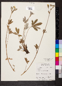 Potentilla gracilis image