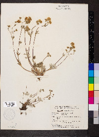 Potentilla hookeriana image