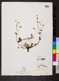 Potentilla pulcherrima image