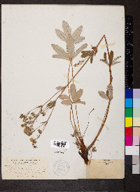 Potentilla pulcherrima image