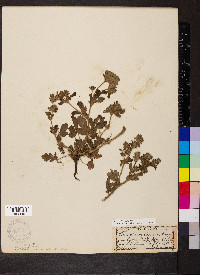 Potentilla rivalis image