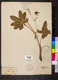 Potentilla thurberi image