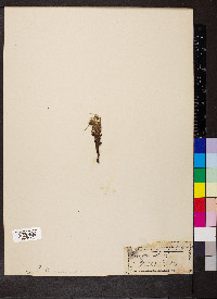 Potentilla alba image