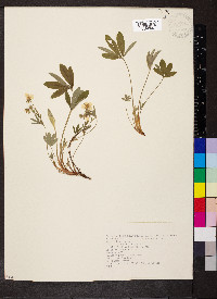 Potentilla alba image