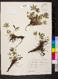 Potentilla alba image
