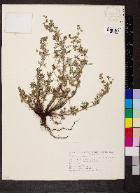 Potentilla argentea image