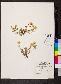 Potentilla crantzii image