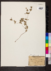 Potentilla erecta image