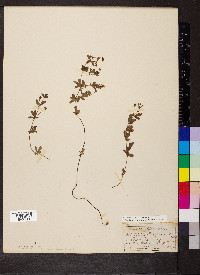 Potentilla erecta image