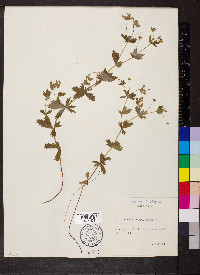 Potentilla erecta image