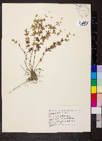 Potentilla erecta image