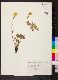 Potentilla grandiflora image