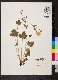 Potentilla grandiflora image