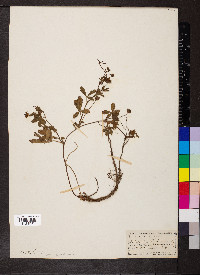 Potentilla reptans image