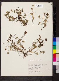Potentilla grandiflora image