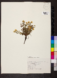 Potentilla grandiflora image