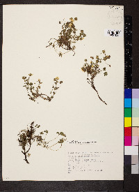 Potentilla grandiflora image