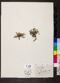 Potentilla grandiflora image