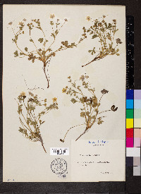 Potentilla grandiflora image