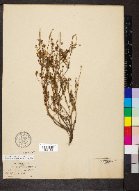 Sanguisorba annua image