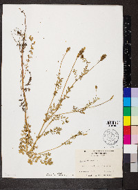 Sanguisorba annua image