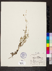 Poterium sanguisorba image