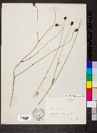 Poterium sanguisorba image