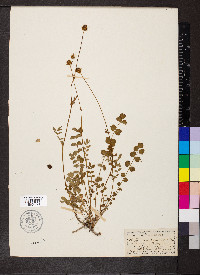 Poterium sanguisorba image