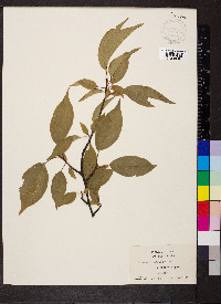 Prunus hortulana image