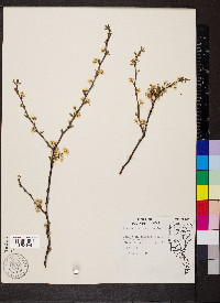 Prunus hortulana image