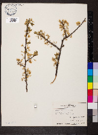 Prunus hortulana image