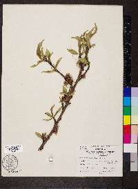 Prunus persica image