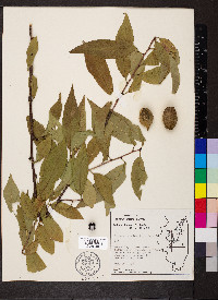 Prunus persica image