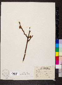 Prunus persica image