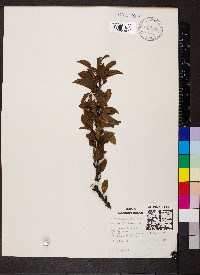 Prunus angustifolia image