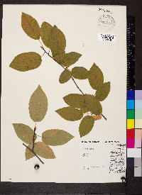 Prunus avium image