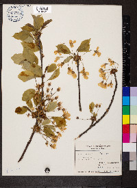 Prunus avium image