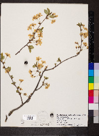 Prunus cerasus image