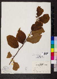 Prunus mexicana image
