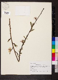 Prunus persica image