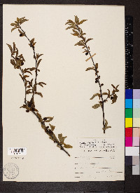 Prunus angustifolia image