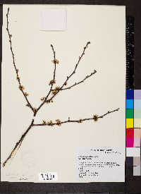 Prunus angustifolia image