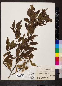 Prunus angustifolia image