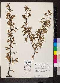 Prunus angustifolia image