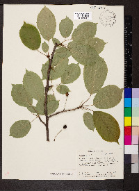 Prunus avium image