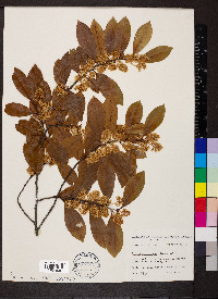 Prunus caroliniana image
