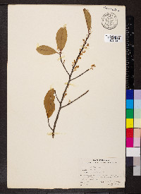 Prunus caroliniana image