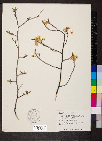 Prunus hortulana image