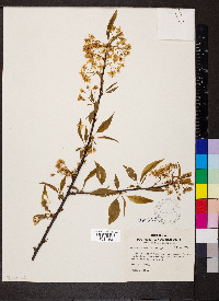 Prunus pensylvanica image