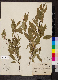 Prunus pensylvanica image